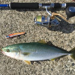 ハマチ、太刀魚